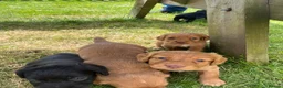 Cocker Spaniel dogs for sale: Stunning litter of cocker spaniels pups  in Ruthin - Advert 8