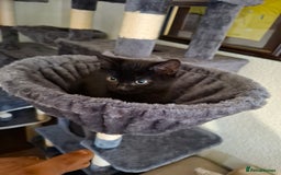 Mixed Breed cats for sale: 2 black and 1 tabby kitten. - Image 2