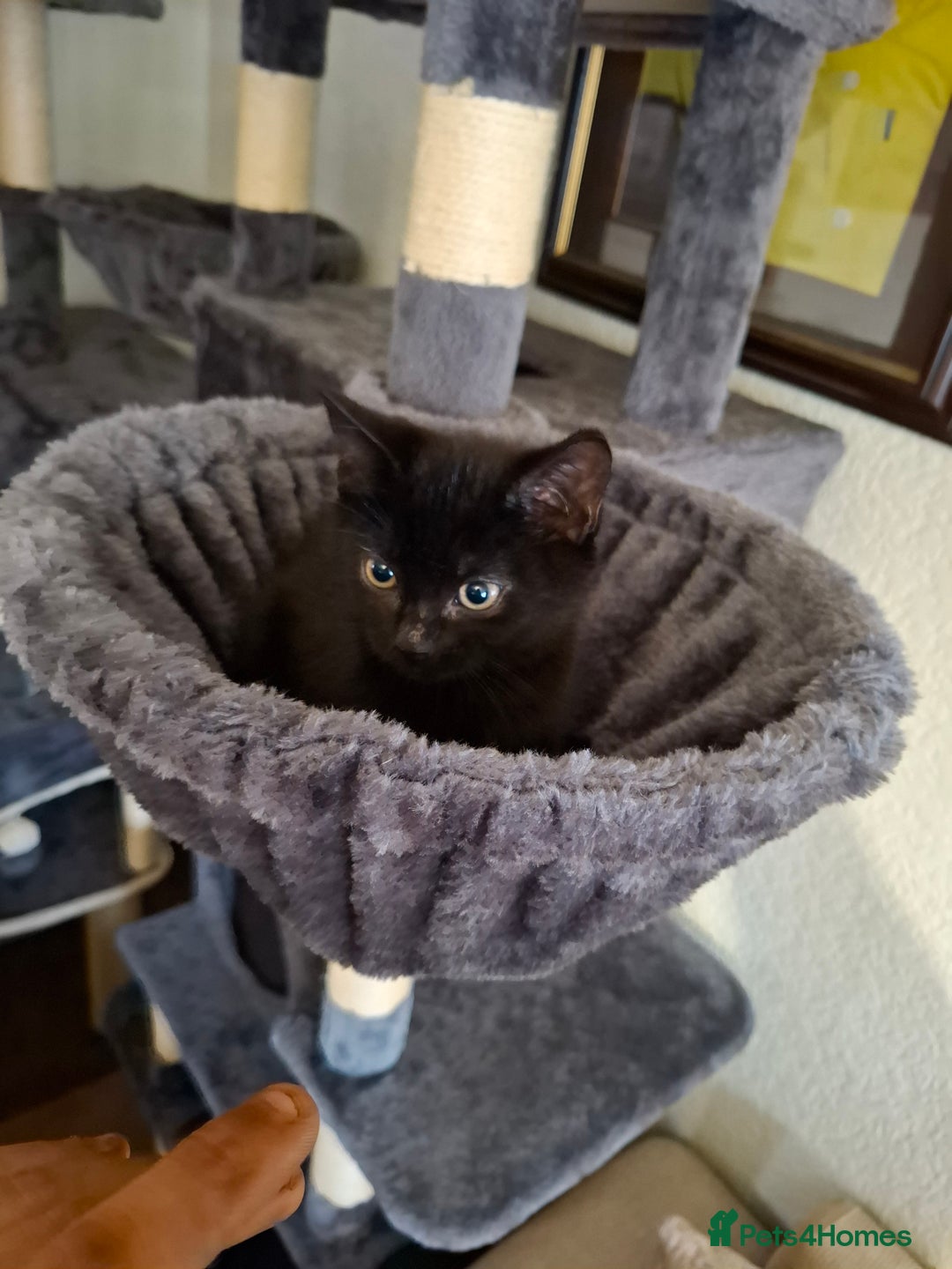 Mixed Breed cats for sale: 2 black and 1 tabby kitten. - Image 2