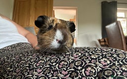 Guinea Pig rodents for sale: Bonded Male Guinea Pigs - Image 13