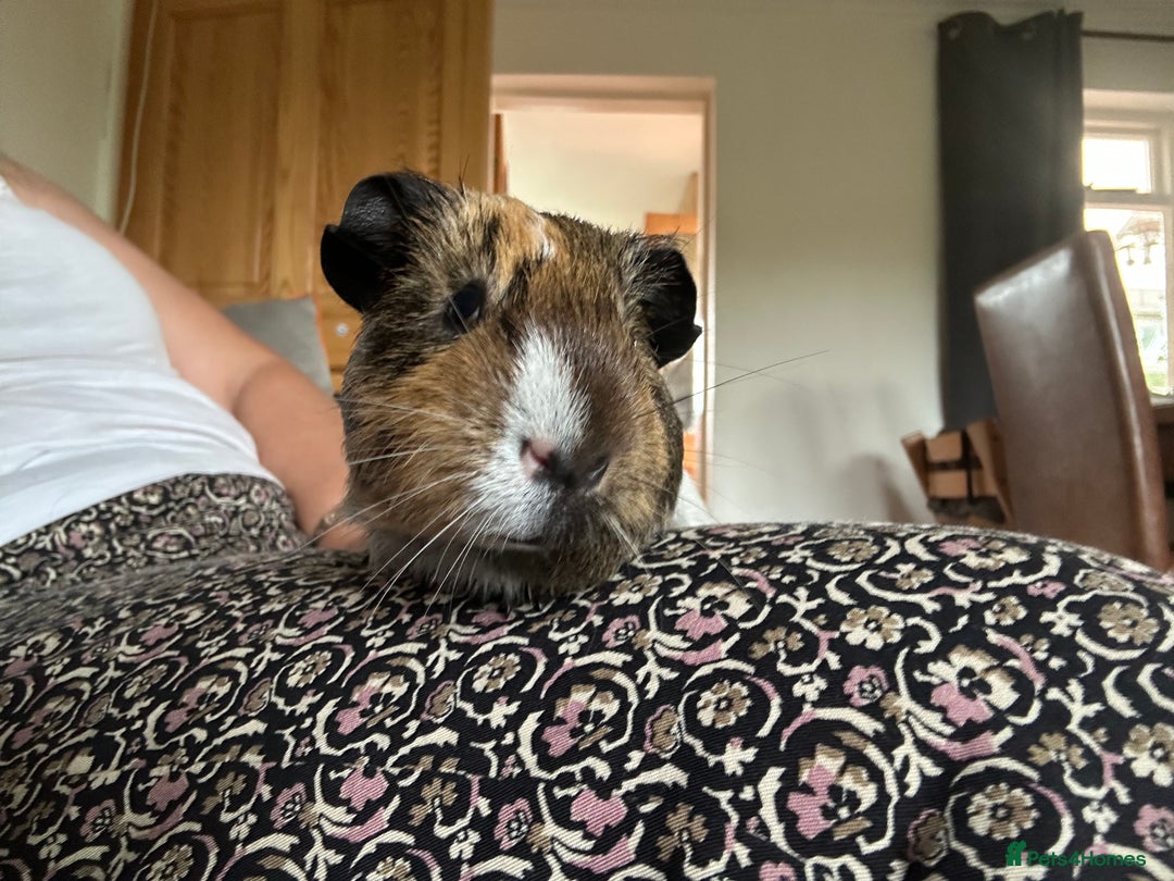 Guinea Pig rodents for sale: Bonded Male Guinea Pigs - Image 13