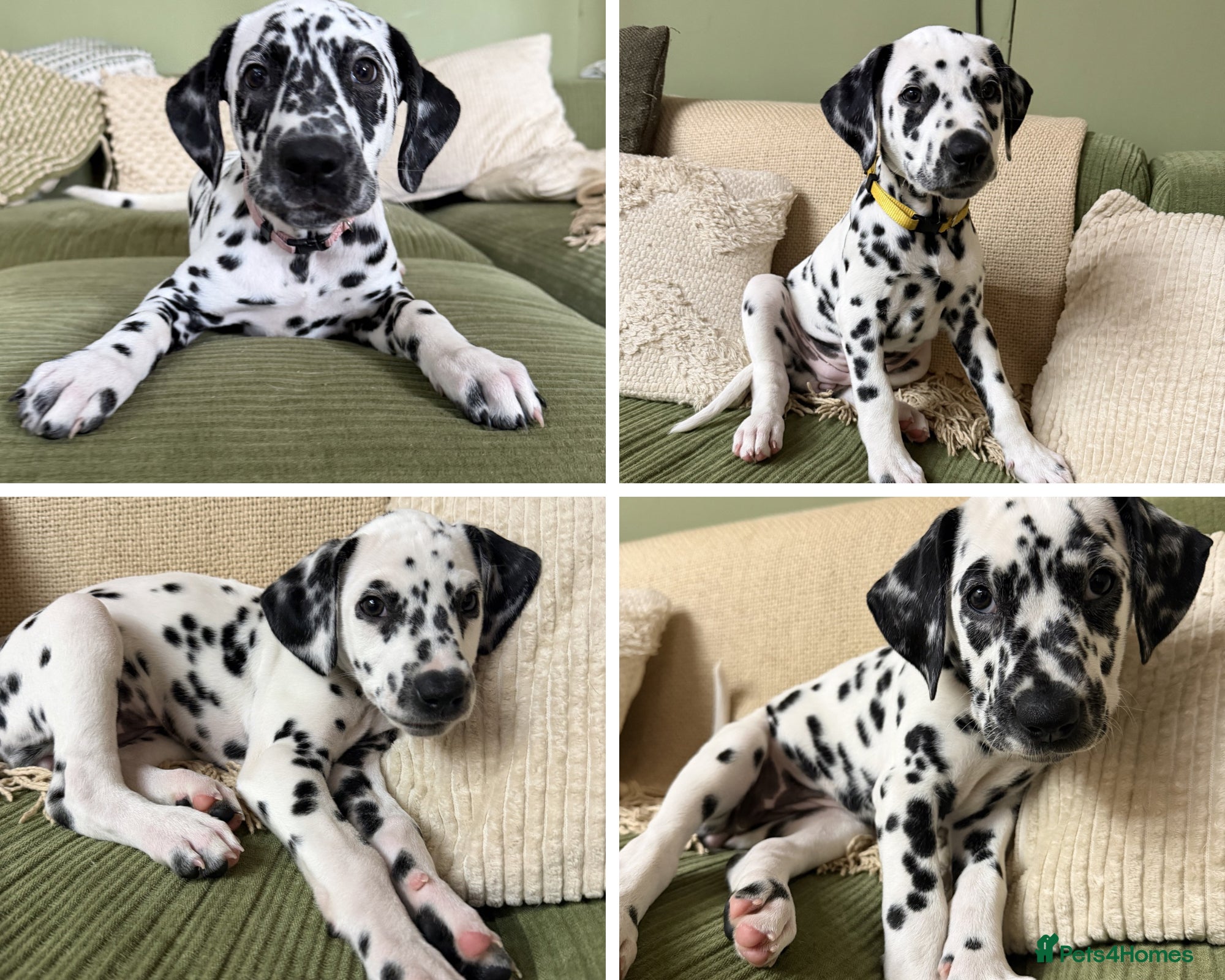 Dalmatian dogs 4 KC registered Dalmatian girls - ready to leave!  - Advert 5