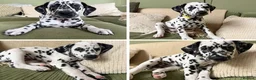 Dalmatian dogs for sale: 4 Girls, 1 Boy KC Dalmatians - ready to leave!  - Advert 1