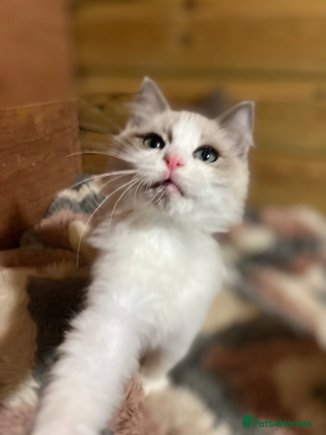 Ragdoll cats for sale: Tica Cherubim ragdoll kittens ready now  - Image 22