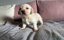 Golden Retriever dogs for sale: 3 beautiful Golden Retriever puppies  - Image 6