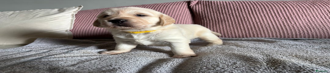 Yellow Girl