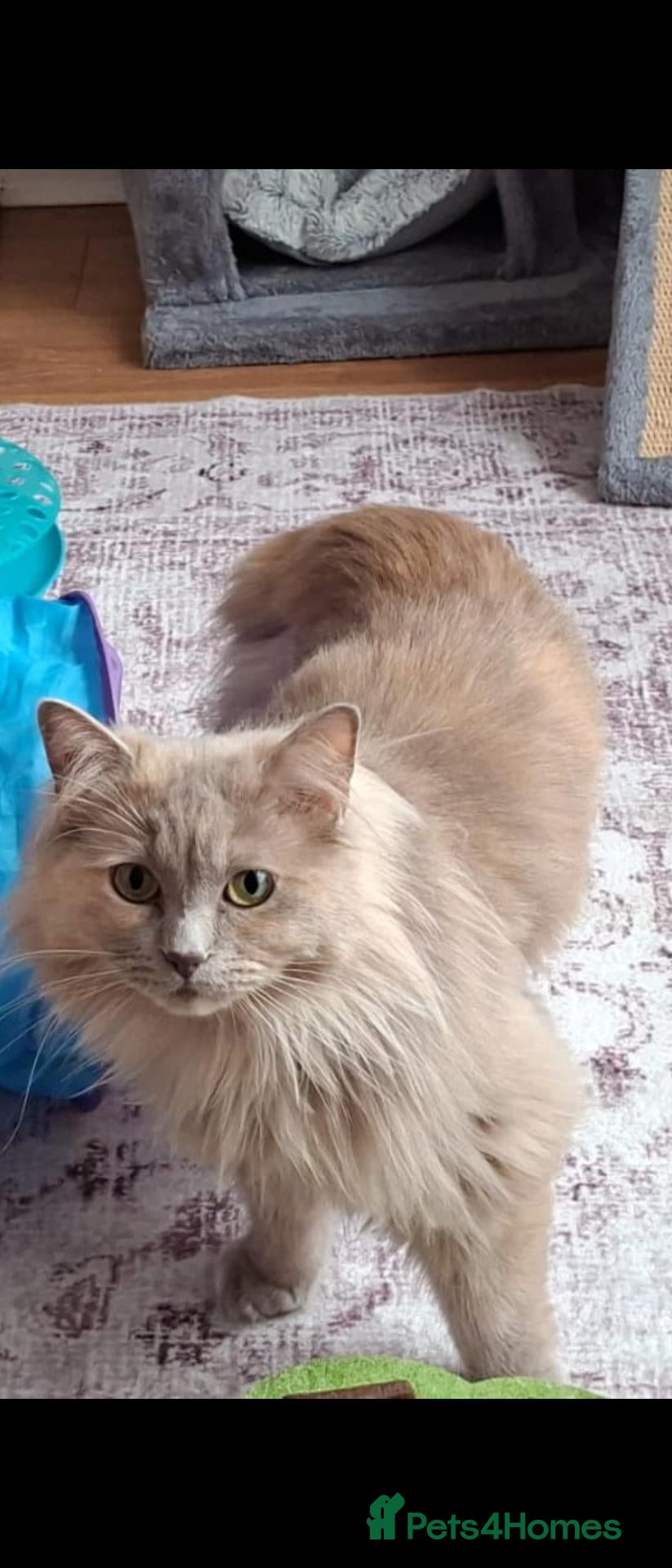 Ragdoll cats Neutured/Polydactyl  - Advert 2