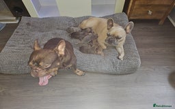 French Bulldog dogs for sale: Gorgeous french bulldogs - Image 16