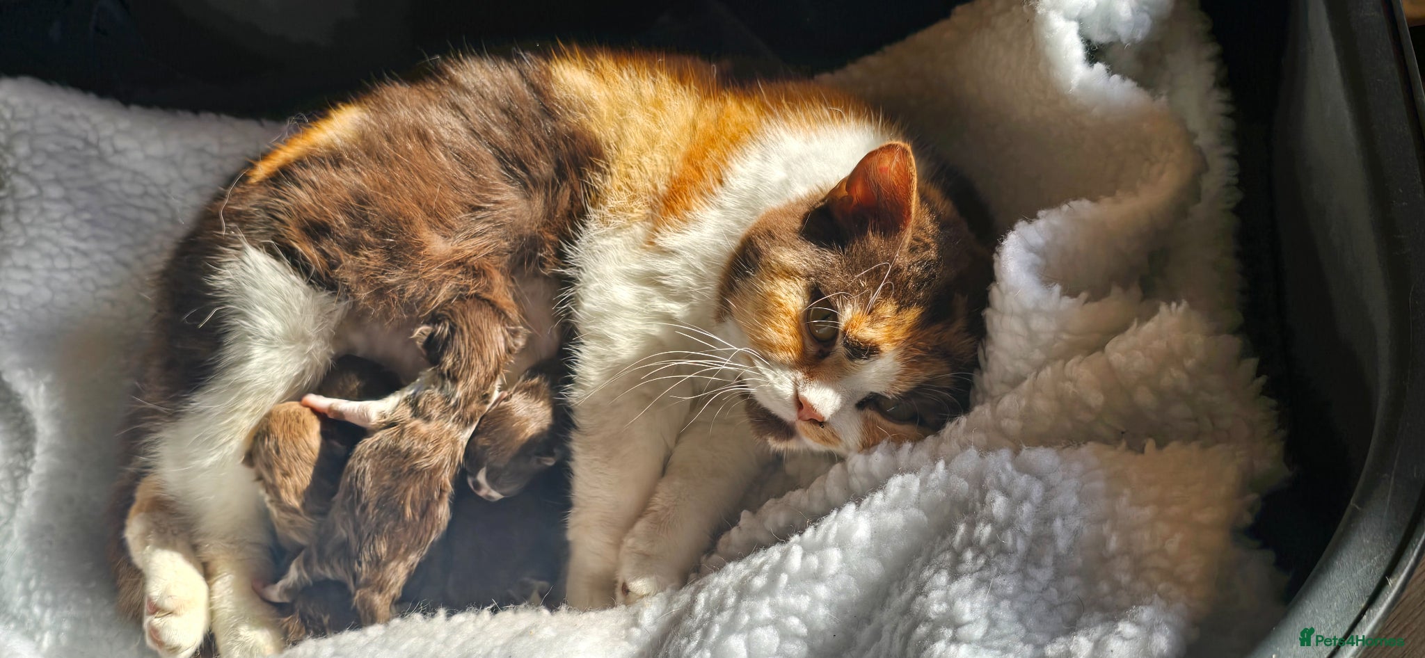 British Shorthair cats Beautiful British short and longhair kittens 🤎🧸  - Advert 11