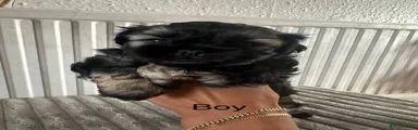 Shihpoo 2