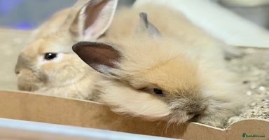 Lionhead rabbits - Advert 4