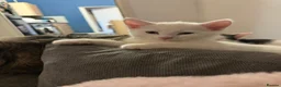 Mixed Breed cats for sale: White male kitten  - Advert 4