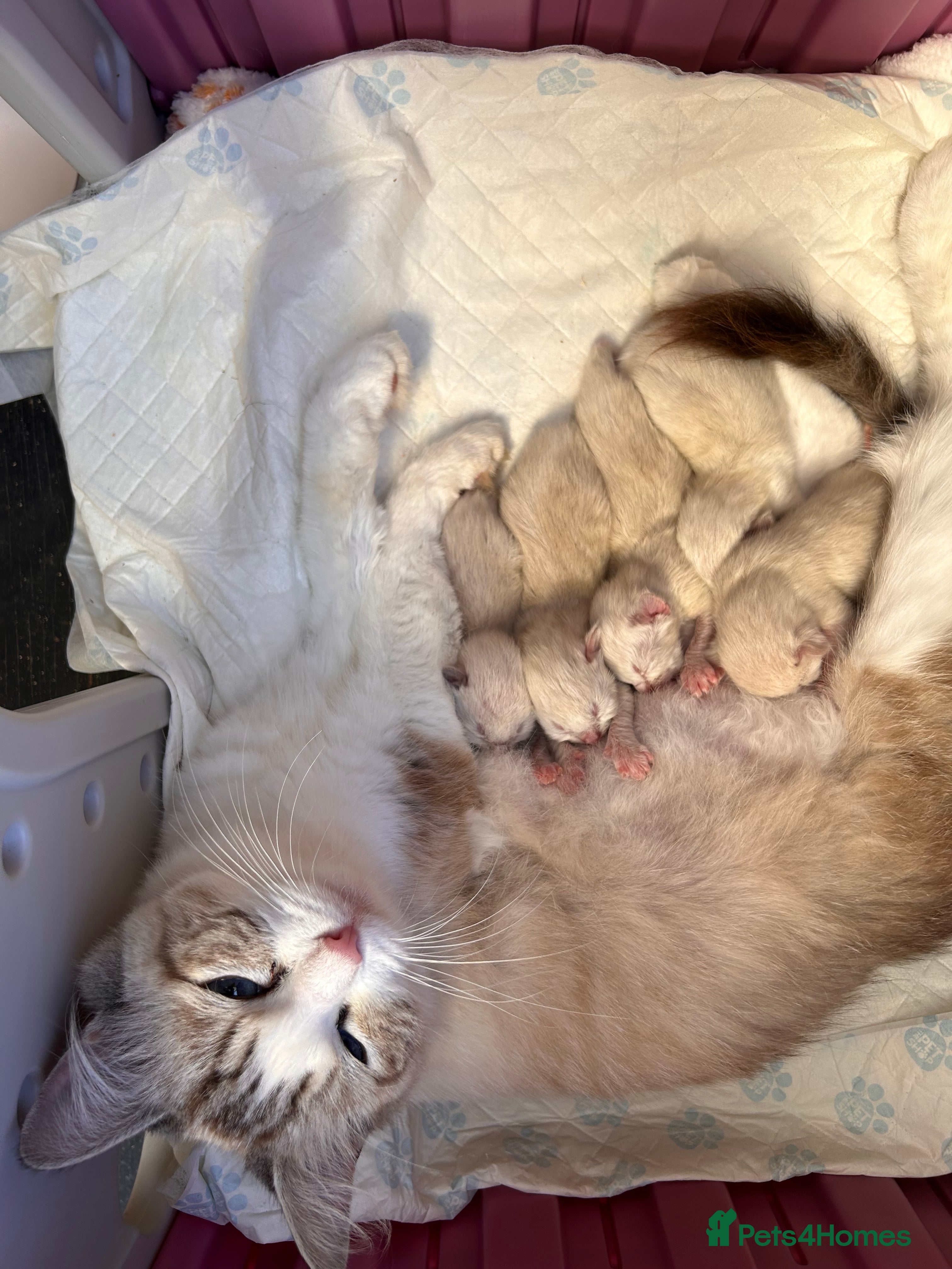 Ragdoll cats Beautiful ragdolls 5* - Advert 1
