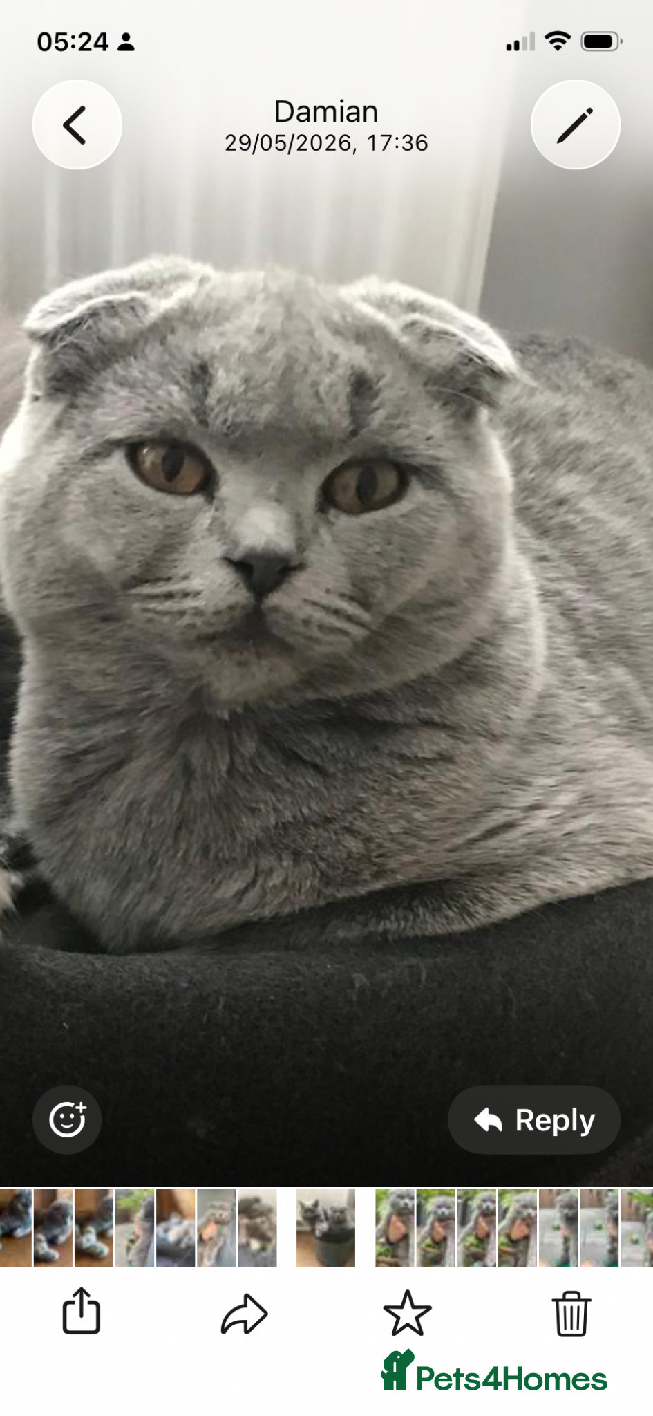 Scottish Fold cats Adorable scottish fold kittens 🐱  - Advert 1