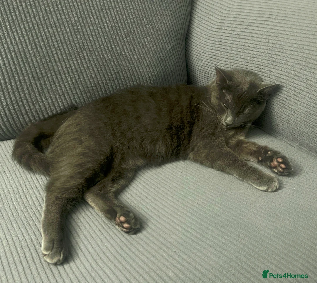 Mixed Breed cats for sale: Gorgeous, Lively British Shorthair Cross - Advert 4