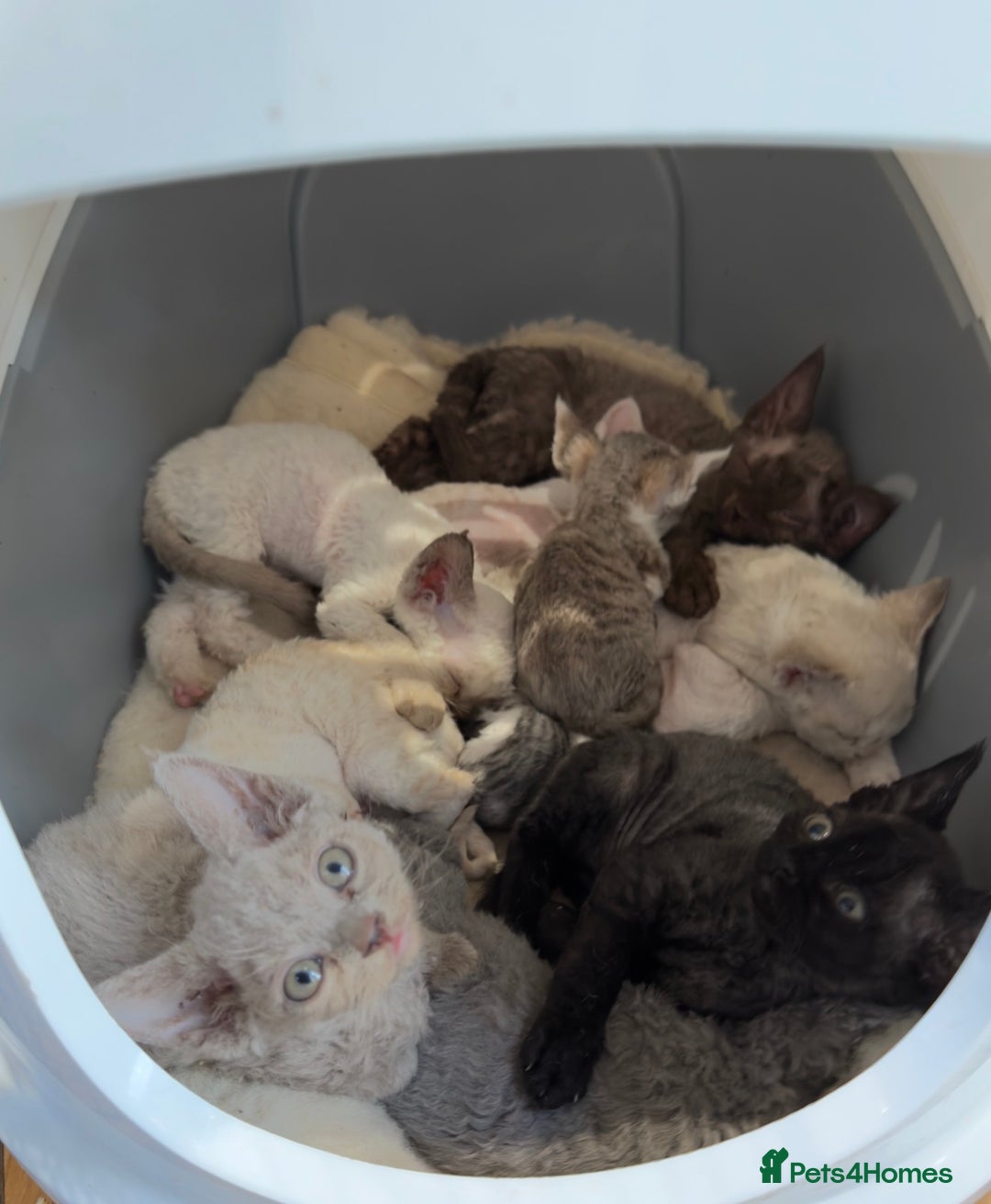 Devon Rex cats for sale: GCCF registered adult boy and girl  - Advert 6