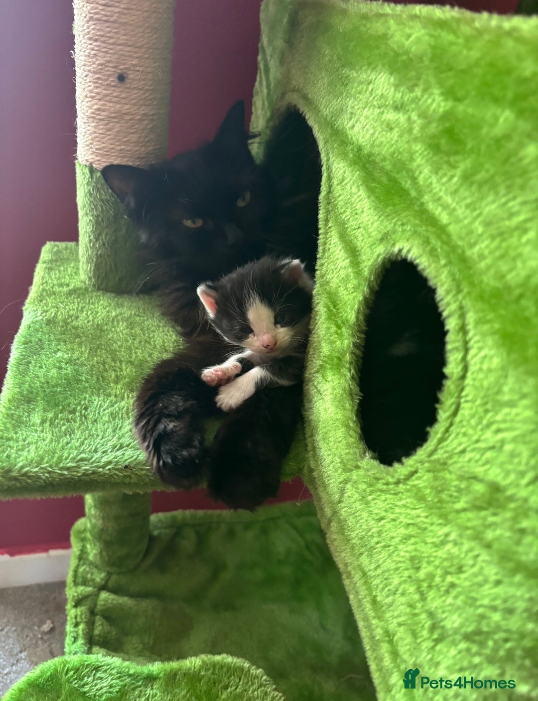 British Shorthair cats for sale: Gorgeous kittens ready for their forever home in Saint Helens - Image 18
