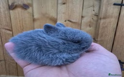 Netherland Dwarf rabbits for sale: Netherland dwarf rabbits for sale  in Leeds - Image 3