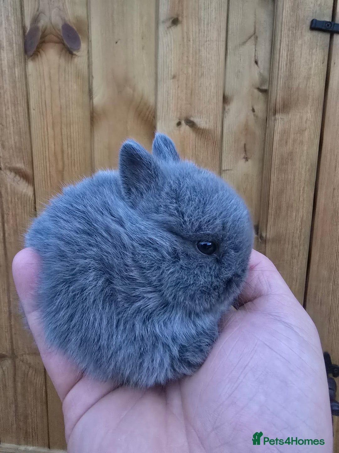 Netherland Dwarf rabbits for sale: Netherland dwarf rabbits for sale  in Leeds - Image 3