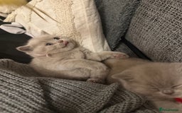 British Shorthair cats for sale: Champion Line British Shorthair Kittens - Image 7