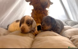 Miniature Dachshund dogs for sale: Miniture dachshund pups  - Advert 19