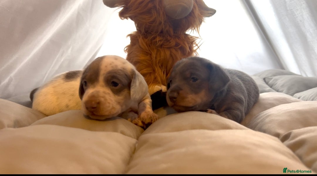 Miniature Dachshund dogs for sale: Miniture dachshund pups  - Advert 19
