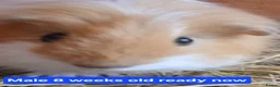 Guinea Pig rodents for sale: Guinea pigs  - Advert 2