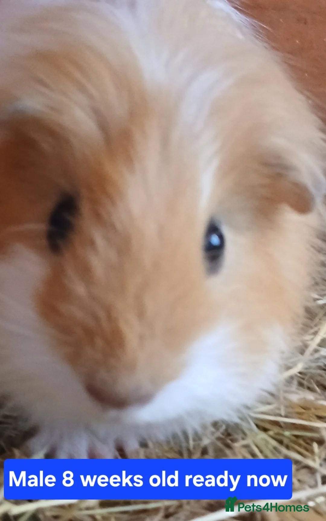 Guinea Pig rodents for sale: Guinea pigs  - Advert 2