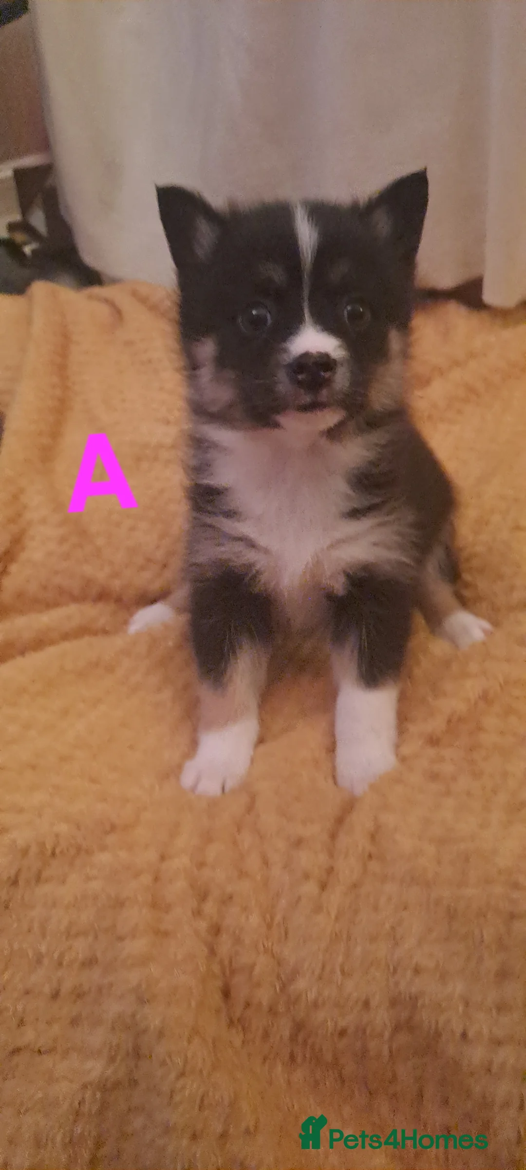 Pomsky dogs for sale: 5 Fluffy Pomsky pups- Ready Now - Advert 1