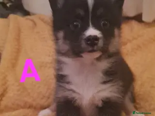 Pomsky dogs 5 Fluffy Pomsky pups- Ready Now - Advert 12