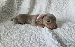 Miniature Dachshund dogs for sale: Miniature dachshund puppies kc reg  - Image 4