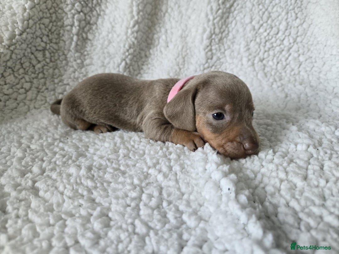 Miniature Dachshund dogs for sale: Miniature dachshund puppies kc reg  - Image 4