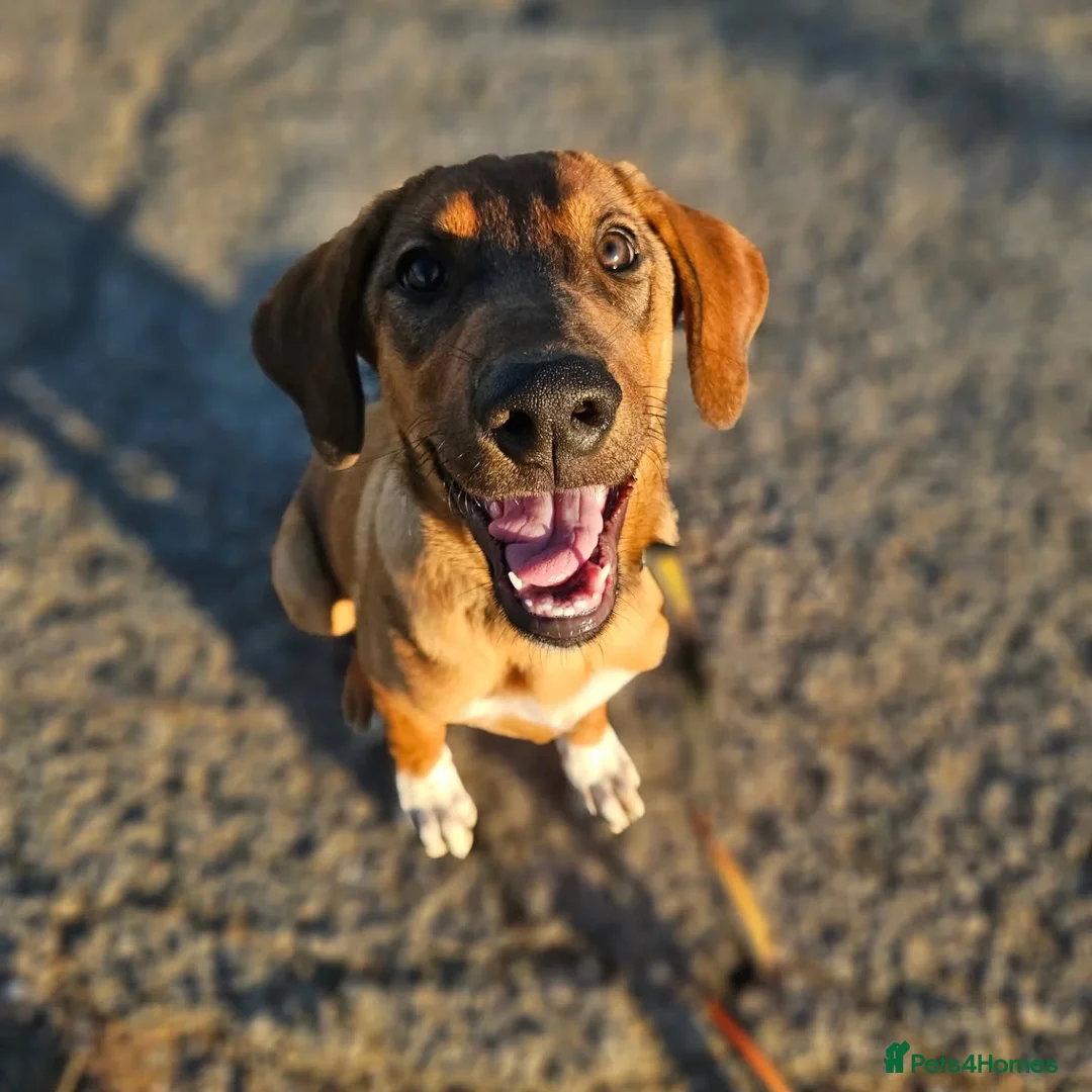 Mixed Breed dogs for adoption: Ira is looking for her forever home in Dunmow - Advert 8