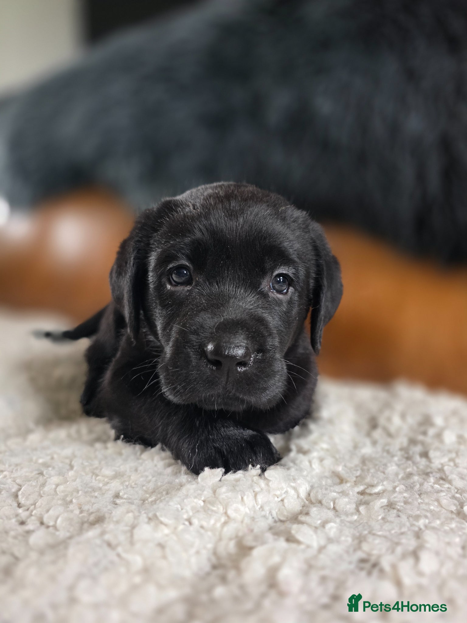 Labrador Retriever dogs Hugh Quality Black Labrador Puppies - Advert 1