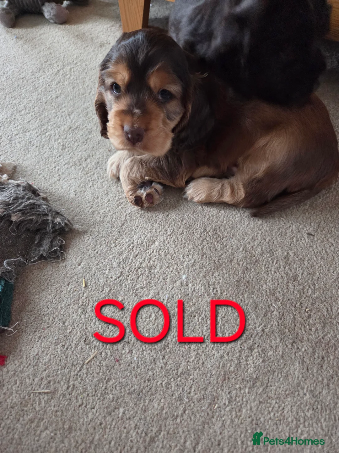 Cocker Spaniel dogs for sale: Beautiful well bred Cocker Spaniels - Advert 6