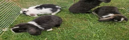 Mini Lop rabbits for sale: Mini Lops Ready Now - Advert 13