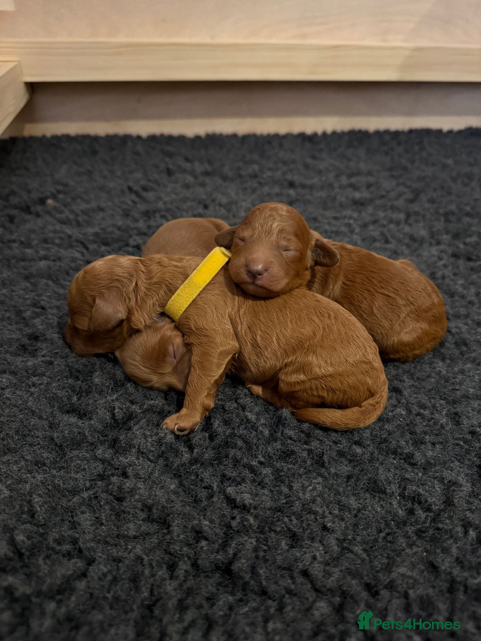 Cockapoo dogs Beautiful Ginger F2 Cockapoo Puppies - Advert 1