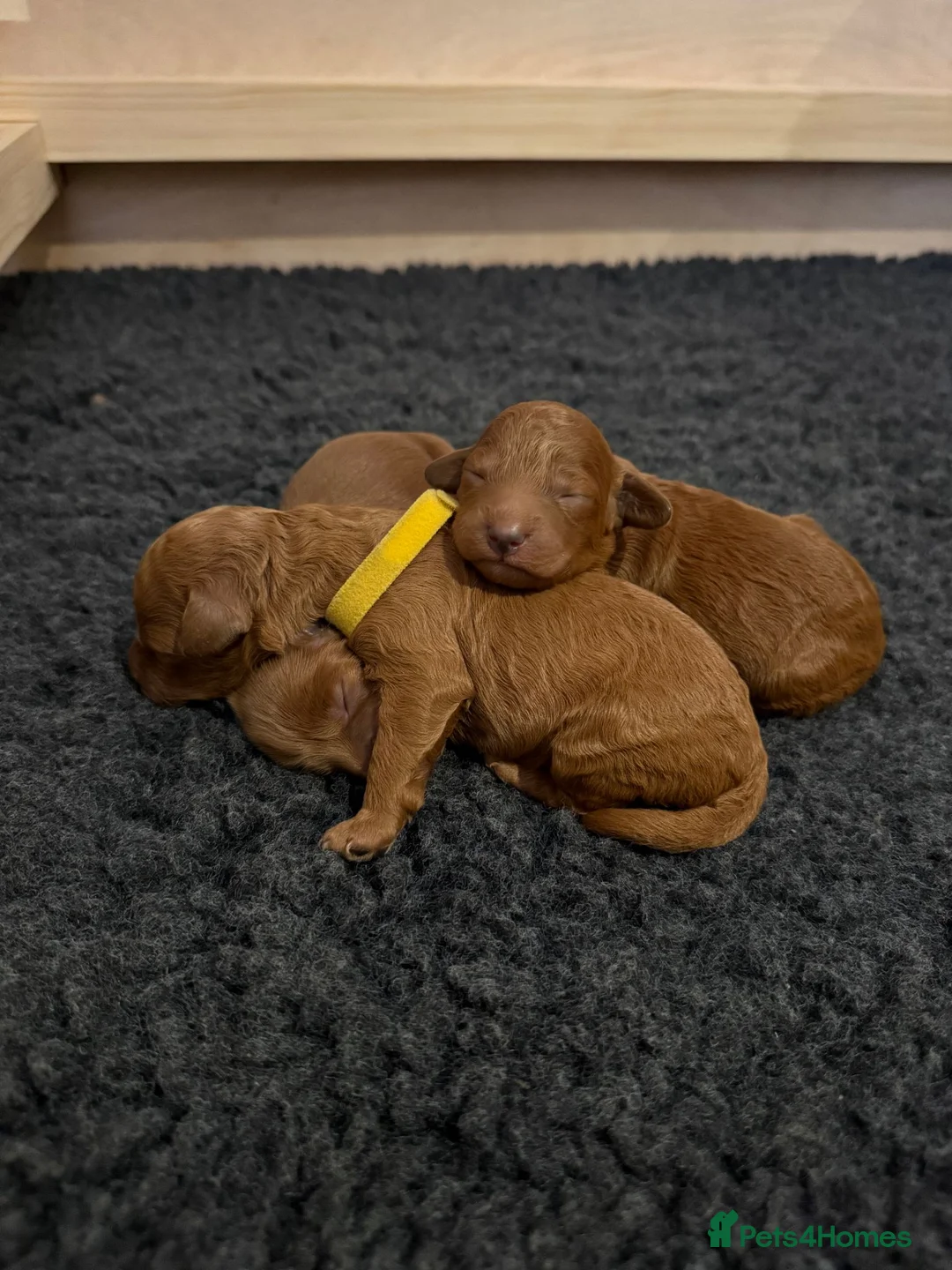 Cockapoo dogs for sale: Beautiful Ginger F2 Cockapoo Puppies in Berkhamsted - Advert 1