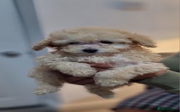 Cockapoo dogs for sale: Cockapoo F1B  - Image 5