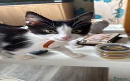 Domestic Shorthair cats for sale: 3 beautiful kittens xx - Image 2