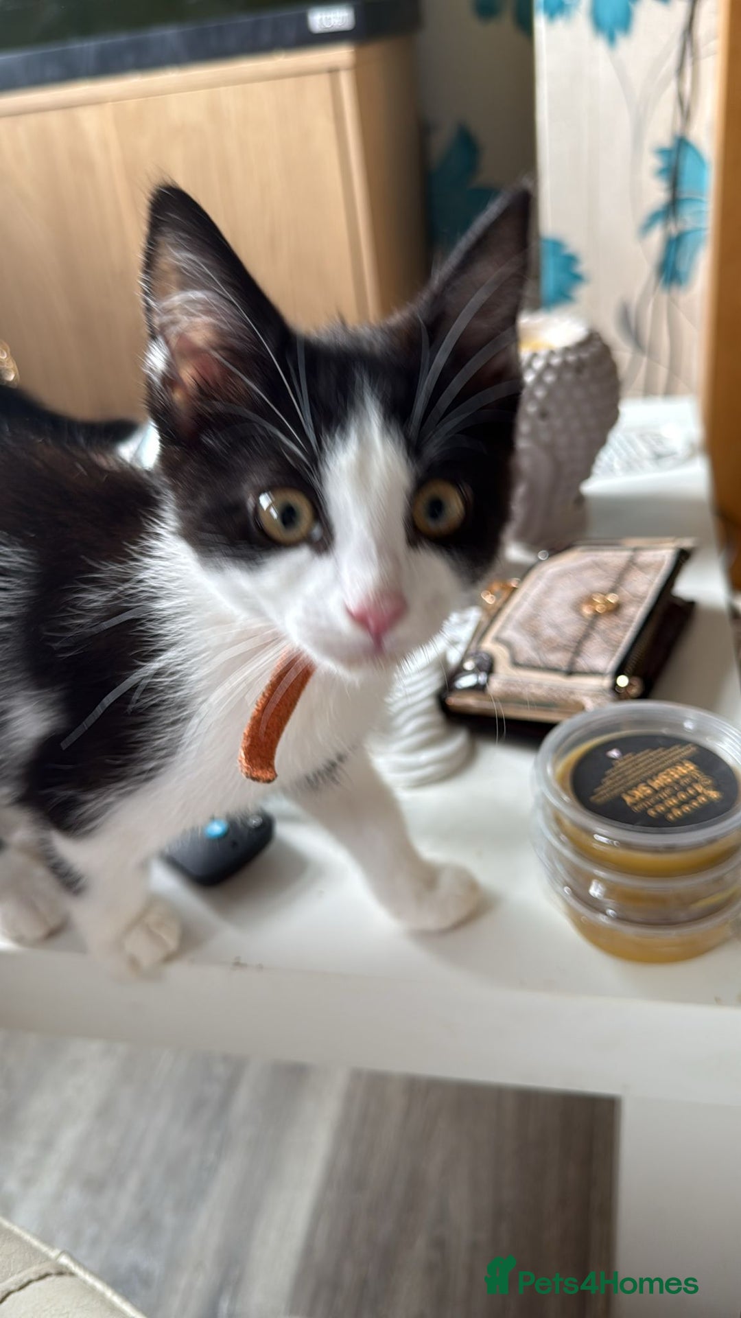 Domestic Shorthair cats for sale: 3 beautiful kittens xx - Image 2