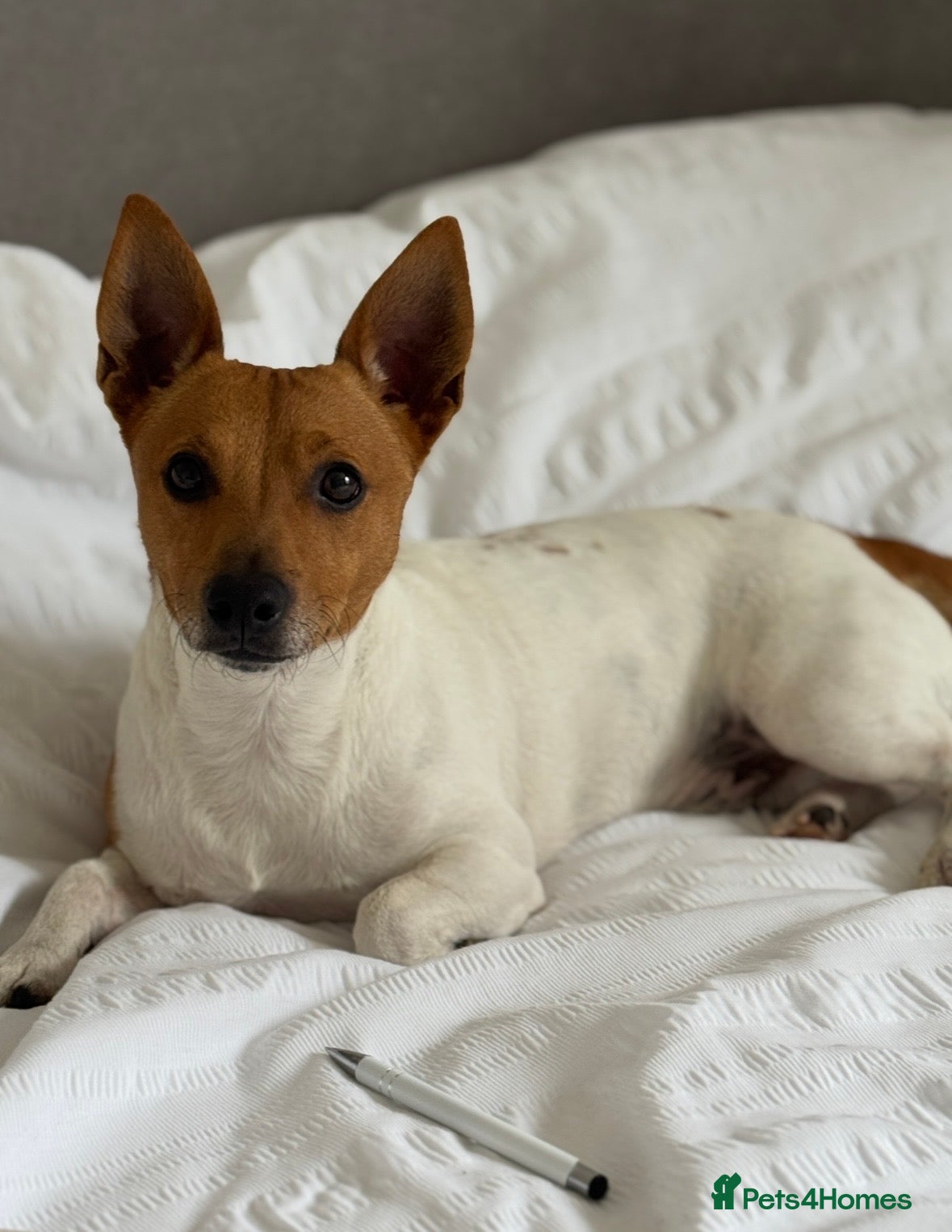Jack Russell dogs Jack Russel for stud  - Advert 1