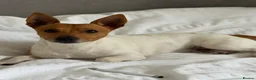 Jack Russell dogs for stud: Jack Russel for stud  - Advert 1