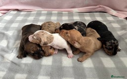 Dachshund dogs for sale: Dapple Dachshund Puppies (5 Girls, 1 Boy) - Image 2