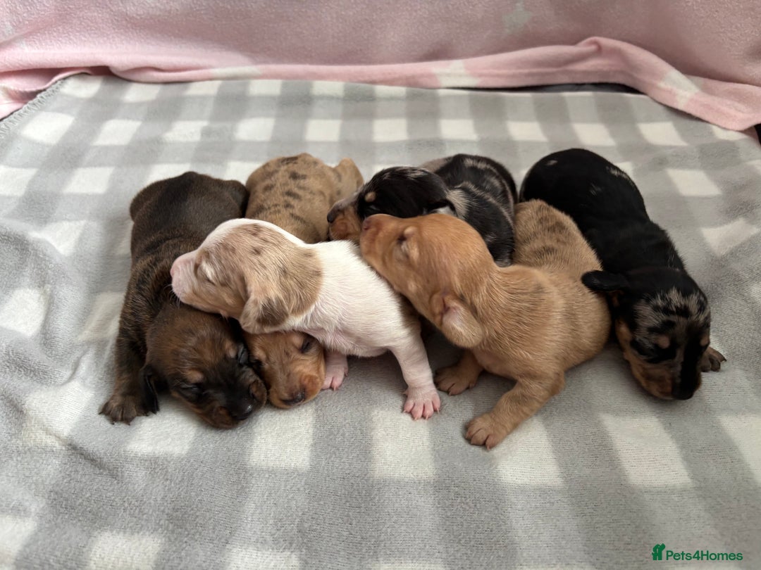 Dachshund dogs for sale: Dapple Dachshund Puppies (5 Girls, 1 Boy) - Image 2