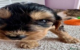 Cockapoo dogs for sale: Stunning show type cockapoo puppies  - Image 5