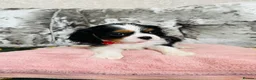 Cavalier King Charles Spaniel dogs for sale: Beautiful King Charles spaniel - Advert 15
