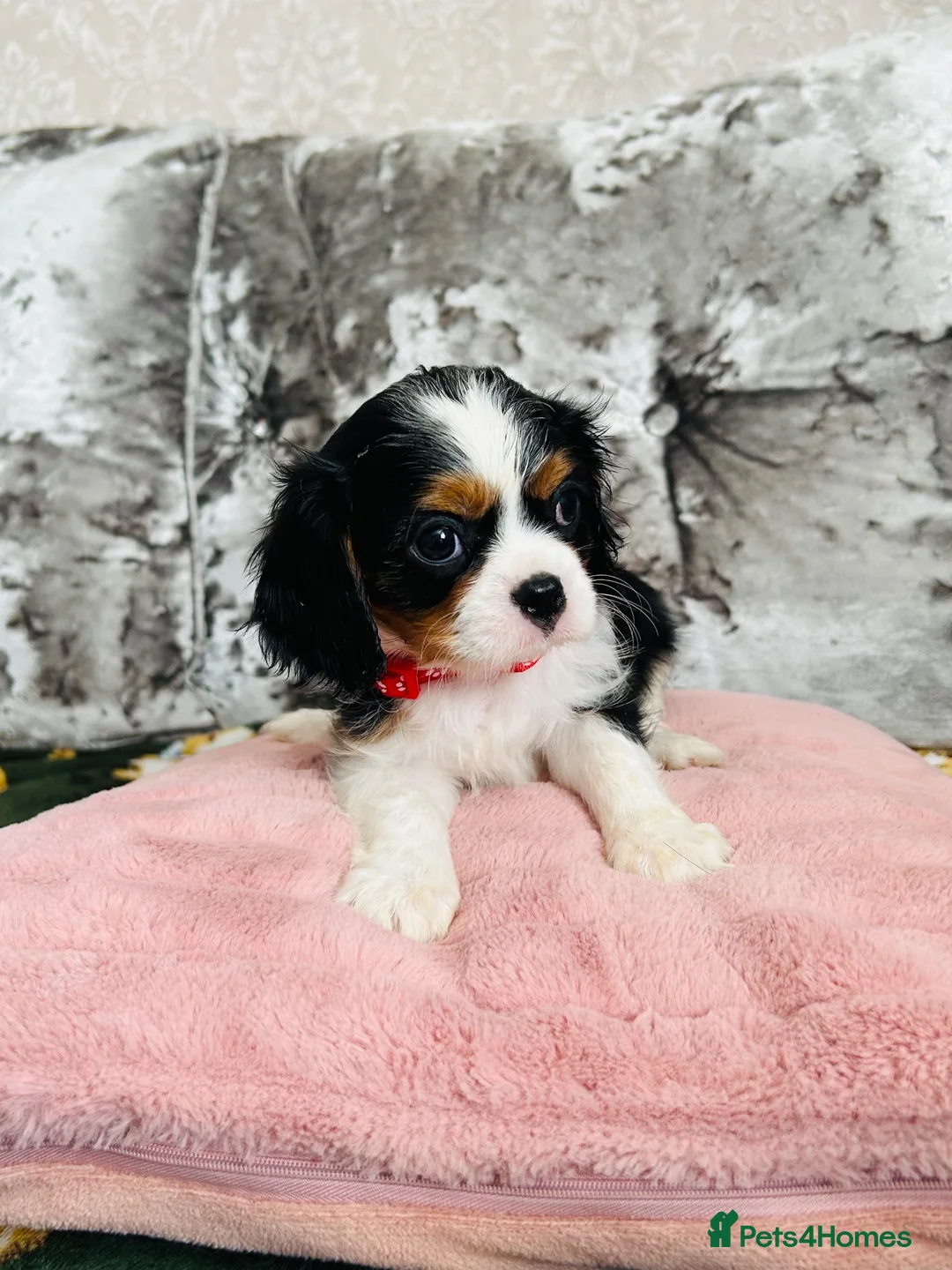 Cavalier King Charles Spaniel dogs for sale: Beautiful King Charles spaniel - Advert 15