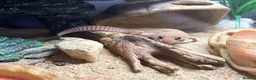 Gecko reptiles for sale: Potato the gecko and vivarium - Advert 5
