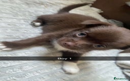 Chihuahua dogs for sale: stunning chihuahua puppies - Image 2